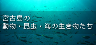 宮古島の動物・昆虫・海の生き物たち